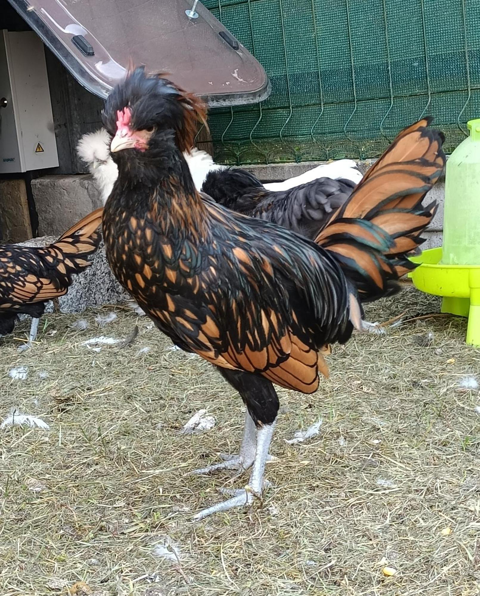 Sobienie Jeziory Letnia Oaza "Forsycja" 빌라 외부 사진